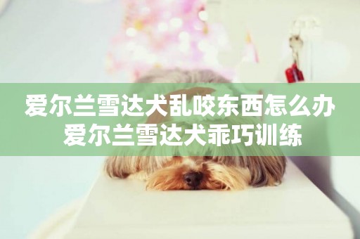 愛爾蘭雪達犬亂咬東西怎么辦 愛爾蘭雪達犬乖巧訓練