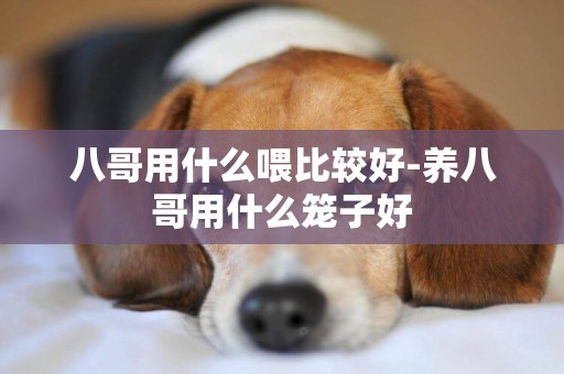 八哥用什么喂比較好-養八哥用什么籠子好