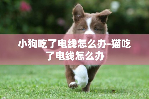 小狗吃了電線怎么辦-貓吃了電線怎么辦