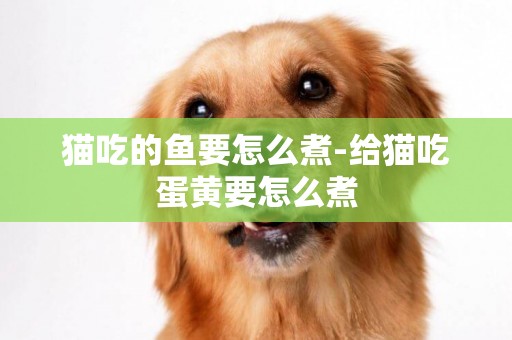 貓吃的魚要怎么煮-給貓吃蛋黃要怎么煮