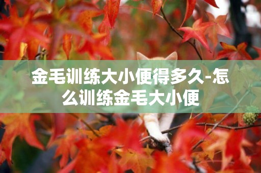 金毛訓練大小便得多久-怎么訓練金毛大小便