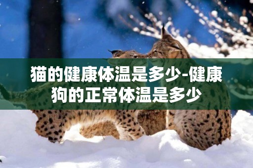 貓的健康體溫是多少-健康狗的正常體溫是多少