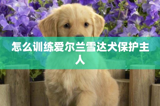 怎么訓練愛爾蘭雪達犬保護主人