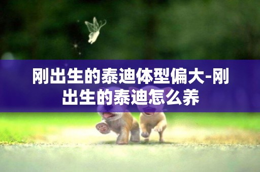 剛出生的泰迪體型偏大-剛出生的泰迪怎么養