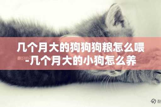 幾個月大的狗狗狗糧怎么喂-幾個月大的小狗怎么養