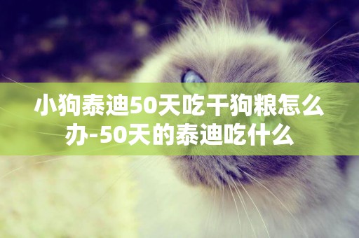 小狗泰迪50天吃干狗糧怎么辦-50天的泰迪吃什么