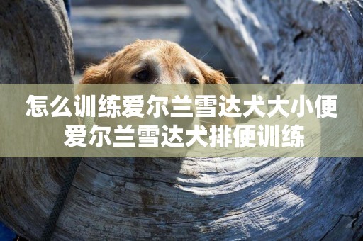 怎么訓練愛爾蘭雪達犬大小便 愛爾蘭雪達犬排便訓練