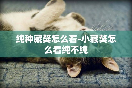純種藏獒怎么看-小藏獒怎么看純不純