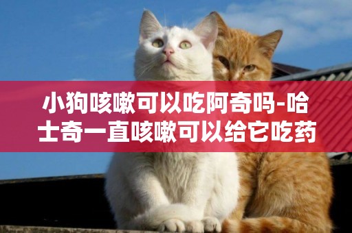 小狗咳嗽可以吃阿奇嗎-哈士奇一直咳嗽可以給它吃藥嗎