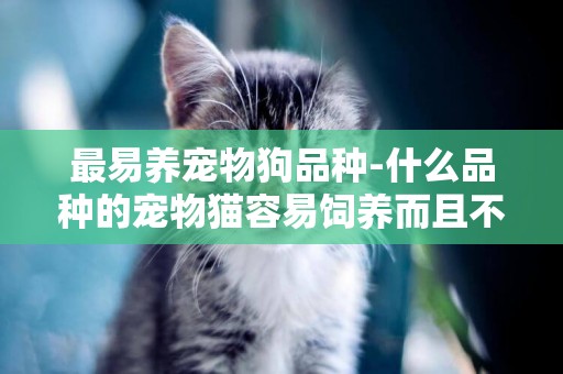 最易養寵物狗品種-什么品種的寵物貓容易飼養而且不貴
