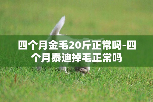 四個月金毛20斤正常嗎-四個月泰迪掉毛正常嗎
