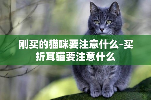 剛買的貓咪要注意什么-買折耳貓要注意什么