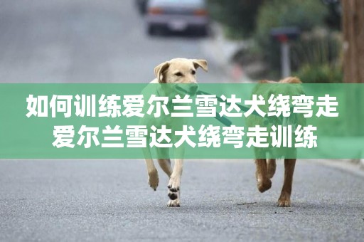 如何訓練愛爾蘭雪達犬繞彎走 愛爾蘭雪達犬繞彎走訓練