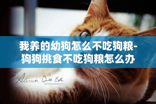 我養的幼狗怎么不吃狗糧-狗狗挑食不吃狗糧怎么辦
