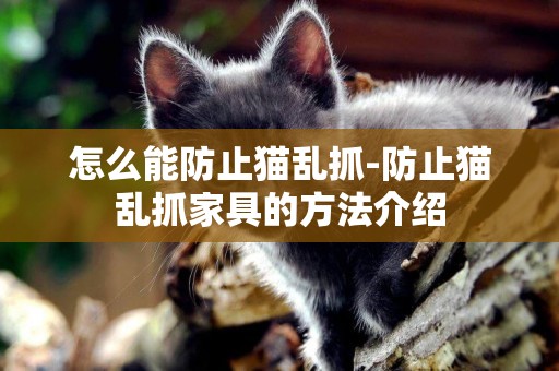 怎么能防止貓亂抓-防止貓亂抓家具的方法介紹