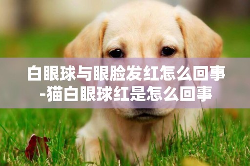 白眼球與眼臉發紅怎么回事-貓白眼球紅是怎么回事