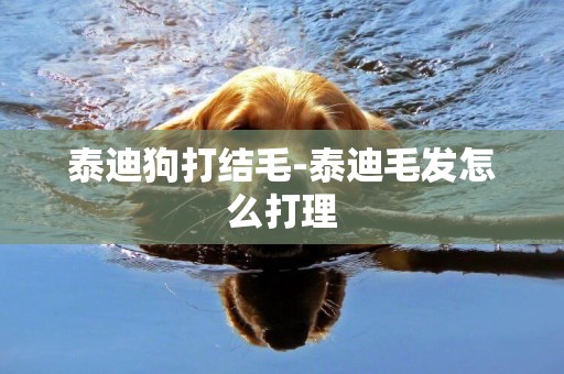 泰迪狗打結毛-泰迪毛發怎么打理