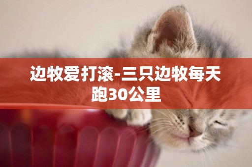 邊牧愛打滾-三只邊牧每天跑30公里