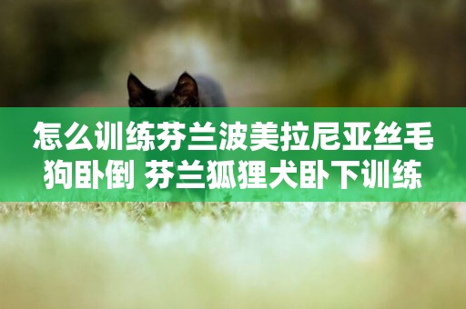 怎么訓練芬蘭波美拉尼亞絲毛狗臥倒 芬蘭狐貍犬臥下訓練