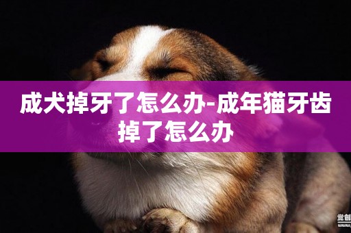 成犬掉牙了怎么辦-成年貓牙齒掉了怎么辦