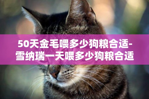 50天金毛喂多少狗糧合適-雪納瑞一天喂多少狗糧合適