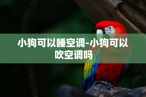 小狗可以睡空調-小狗可以吹空調嗎