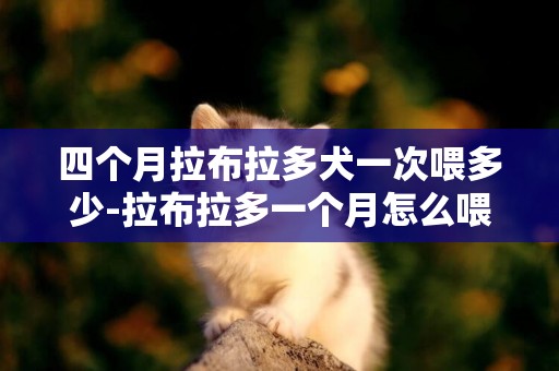 四個月拉布拉多犬一次喂多少-拉布拉多一個月怎么喂
