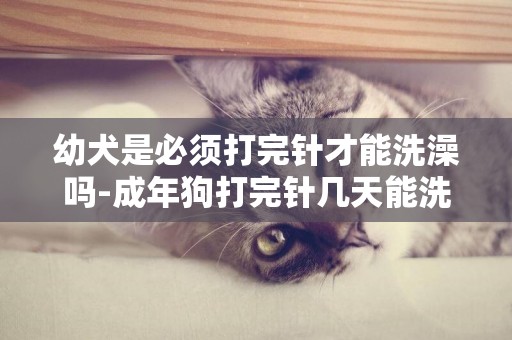 幼犬是必須打完針才能洗澡嗎-成年狗打完針幾天能洗澡