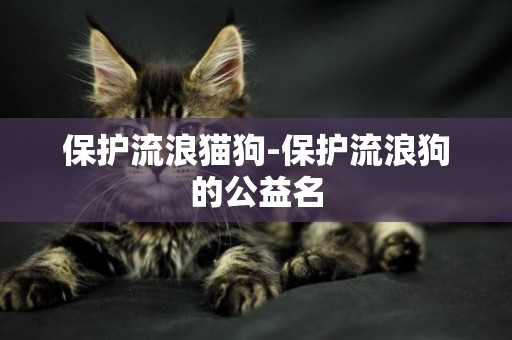 保護流浪貓狗-保護流浪狗的公益名