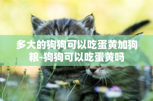 多大的狗狗可以吃蛋黃加狗糧-狗狗可以吃蛋黃嗎