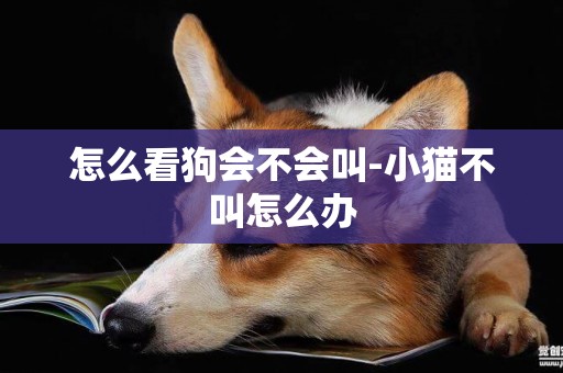 怎么看狗會不會叫-小貓不叫怎么辦