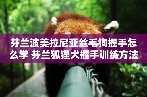 芬蘭波美拉尼亞絲毛狗握手怎么學 芬蘭狐貍犬握手訓練方法