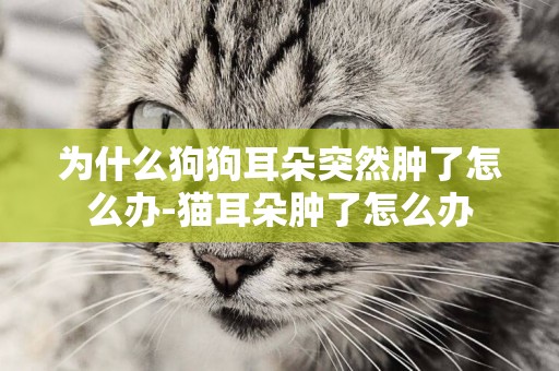 為什么狗狗耳朵突然腫了怎么辦-貓耳朵腫了怎么辦