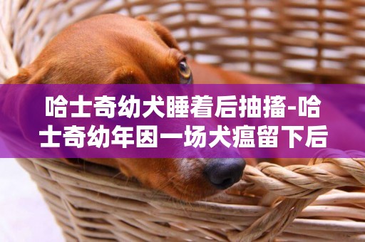 哈士奇幼犬睡著后抽搐-哈士奇幼年因一場犬瘟留下后遺癥