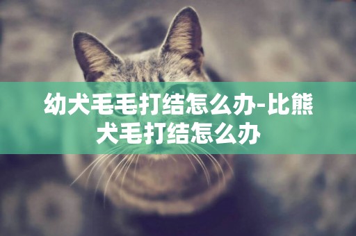 幼犬毛毛打結怎么辦-比熊犬毛打結怎么辦