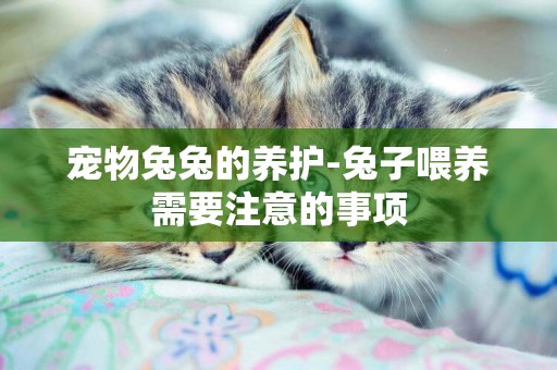 寵物兔兔的養護-兔子喂養需要注意的事項