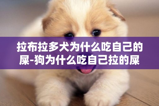 拉布拉多犬為什么吃自己的屎-狗為什么吃自己拉的屎