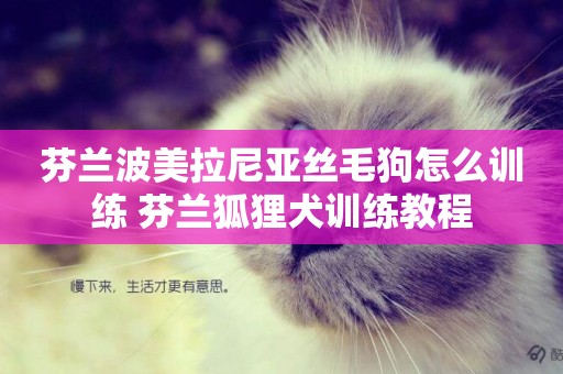 芬蘭波美拉尼亞絲毛狗怎么訓練 芬蘭狐貍犬訓練教程