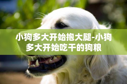 小狗多大開始抱大腿-小狗多大開始吃干的狗糧