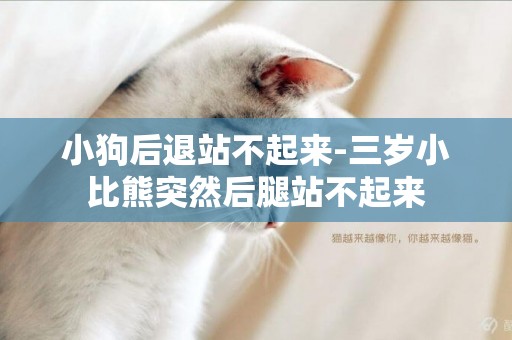 小狗后退站不起來-三歲小比熊突然后腿站不起來