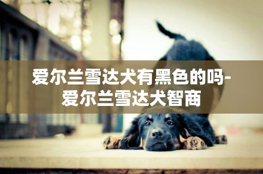 愛爾蘭雪達犬有黑色的嗎-愛爾蘭雪達犬智商
