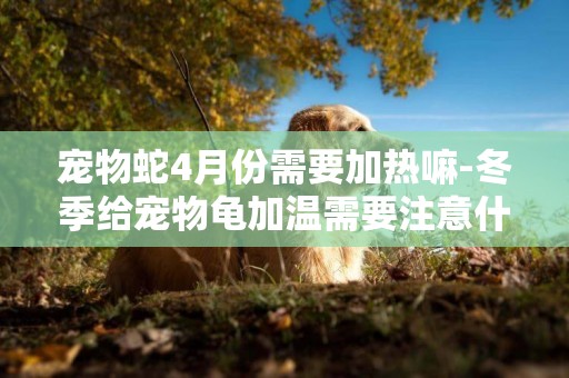寵物蛇4月份需要加熱嘛-冬季給寵物龜加溫需要注意什么