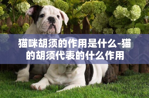 貓咪胡須的作用是什么-貓的胡須代表的什么作用