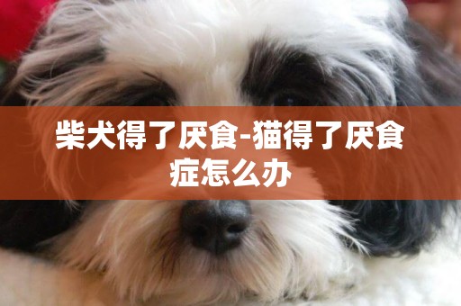 柴犬得了厭食-貓得了厭食癥怎么辦