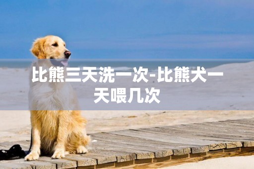 比熊三天洗一次-比熊犬一天喂幾次