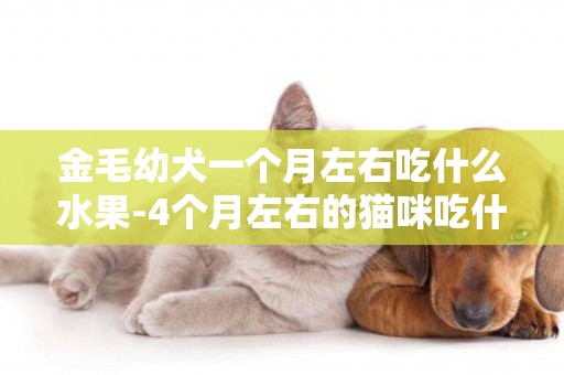 金毛幼犬一個月左右吃什么水果-4個月左右的貓咪吃什么水果