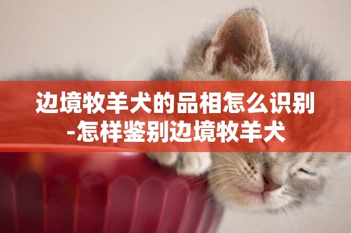 邊境牧羊犬的品相怎么識別-怎樣鑒別邊境牧羊犬