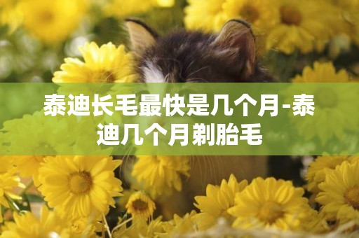 泰迪長毛最快是幾個月-泰迪幾個月剃胎毛