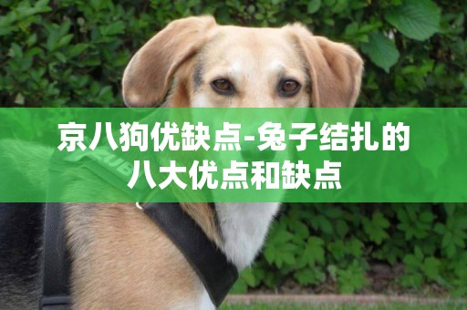 京八狗優缺點-兔子結扎的八大優點和缺點
