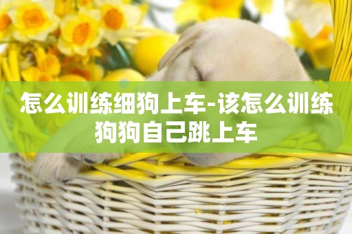 怎么訓練細狗上車-該怎么訓練狗狗自己跳上車